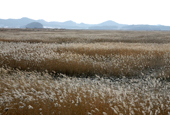 Sihwaho Lake reborn as ecological wonderland 