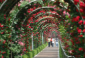 A spring stroll around Seoul 