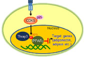 New protein leads to potential diabetes cure