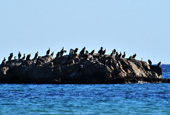 Marine life blooms off east coast of DMZ