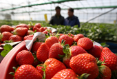 Korean strawberries loved around the world