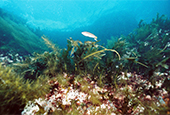 Underwater forests bring health back to oceans