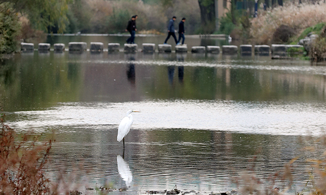 Restoration brings Yangjaecheon Stream back to life