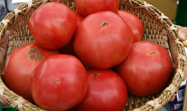 Tomato manual lifts African aid