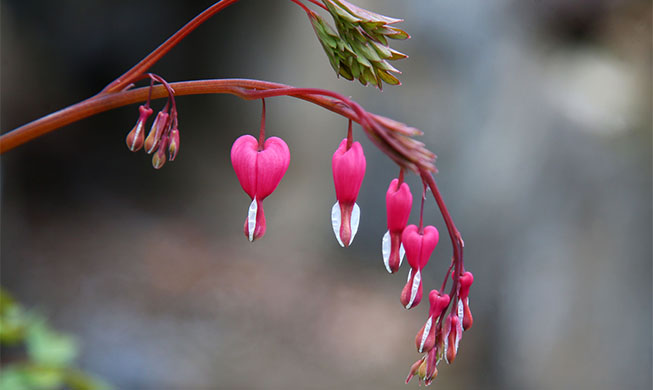 Dicentra flowers bask in the spring sun