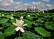 Muan White Lotus Festival