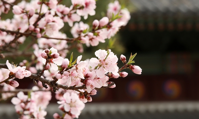 When will cherry blossoms bloom this year?