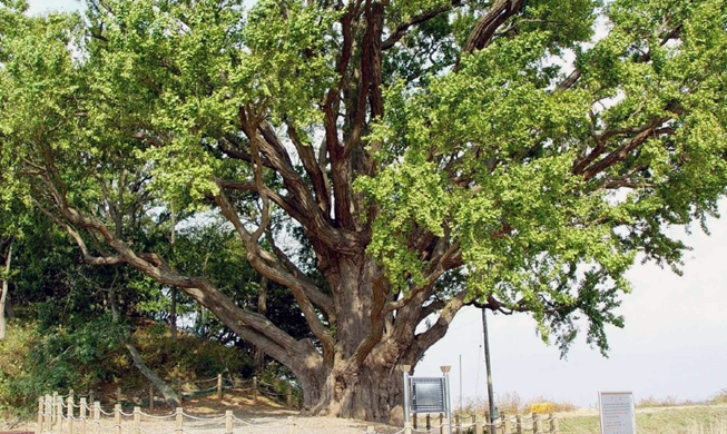 Ginkgo tree couple reunited in ritual