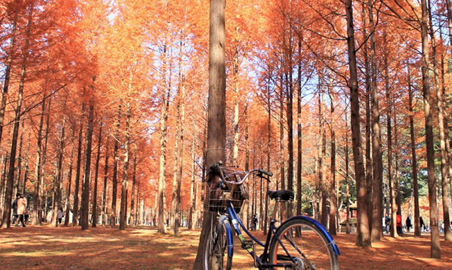 Nami Island’s beautiful autumn foliage