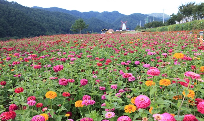 Pyeongchang Crape Myrtle Festival