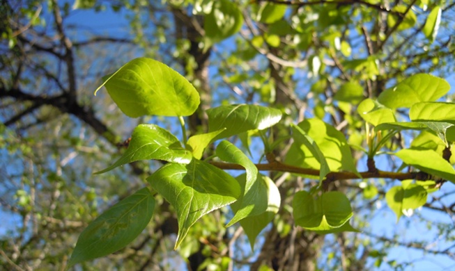 New material mimics natural temp regulation without power