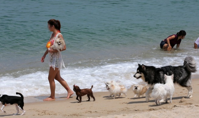Incheon's newly opened pet welfare center aids adoption, training