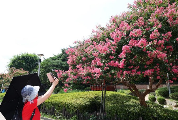 Season of crape myrtle blossoms