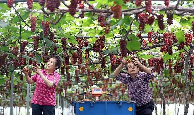 First shipment of Delaware grapes