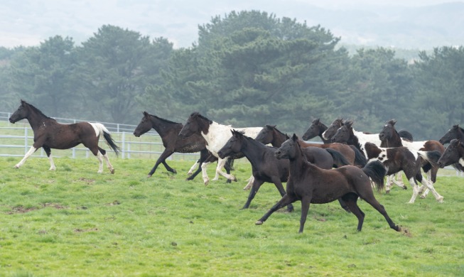 Institute develops riding horse tailored for Korean physique