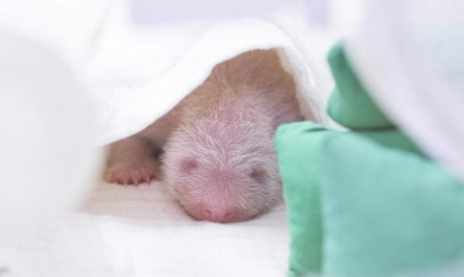 Fourth cub born to giant panda family living at major theme park