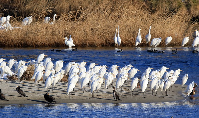 Egrets gather at sunny place amid cold wave