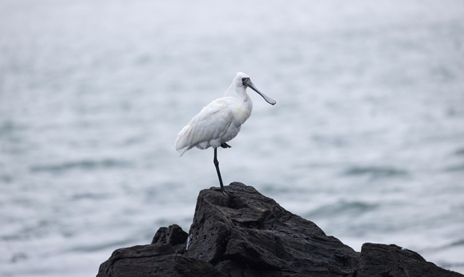 Institute champions restoration of nation's endangered species