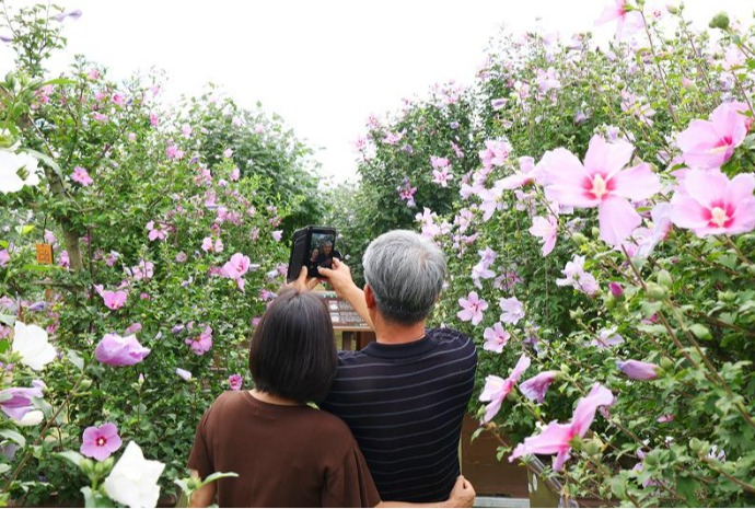National Flower Mugunghwa Festival