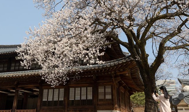 Spring at Deoksugung Palace full of apricot flowers