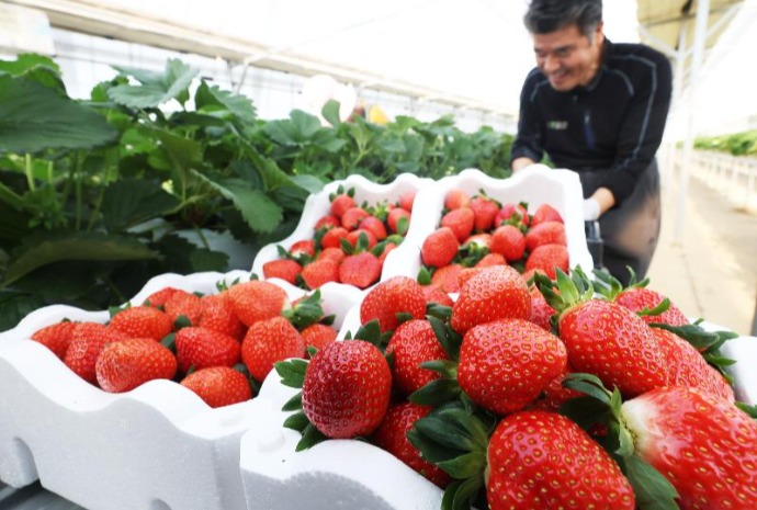 Strawberry harvest