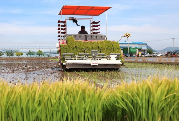 Rice planting season begins