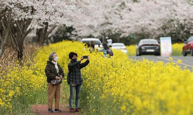 Flower viewing attractions on Jeju Island