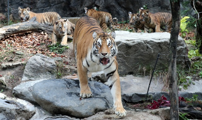 [Korea in photos] 5 Korean tiger cubs unveiled to public