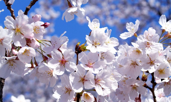 Spending a weekend in southern Korea seeing spring flowers