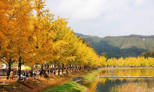 Ginkgo trees paint provincial trail yellow