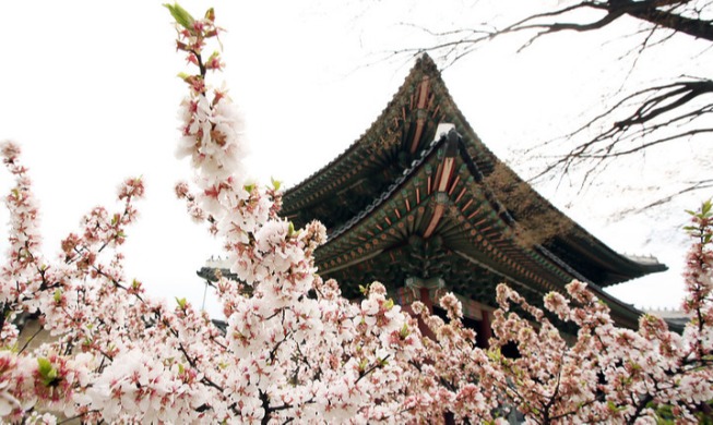 Cherry blossoms herald arrival of spring in Korea