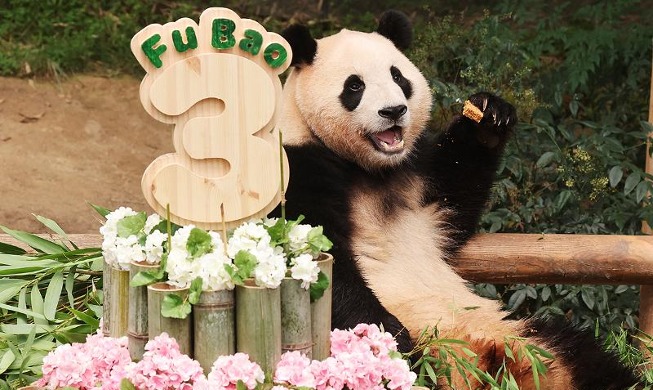 First Korea-born giant panda Fu Bao turns 3