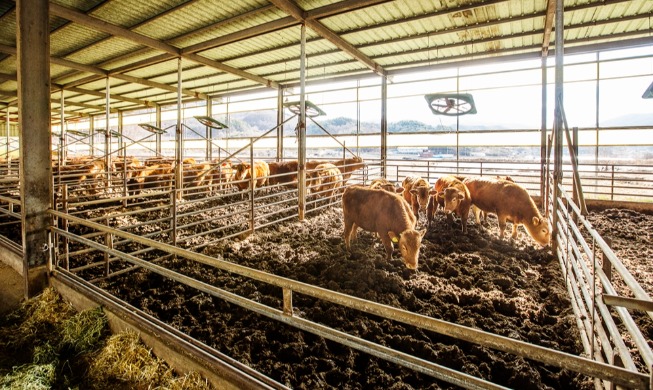 Newly released guide sets livestock welfare standards for farms