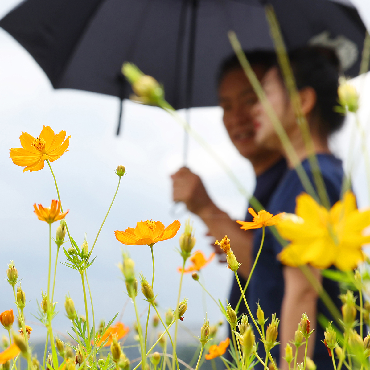 Namyangju Hangang Park(yellow cosmos)